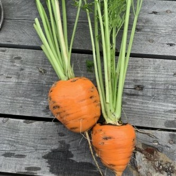 Möhre "Ochsenherz" - BIO-Möhrensorte [samenfest]