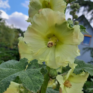 Stockrose "gelb" - BIO-Stockrosensamen [samenfest]