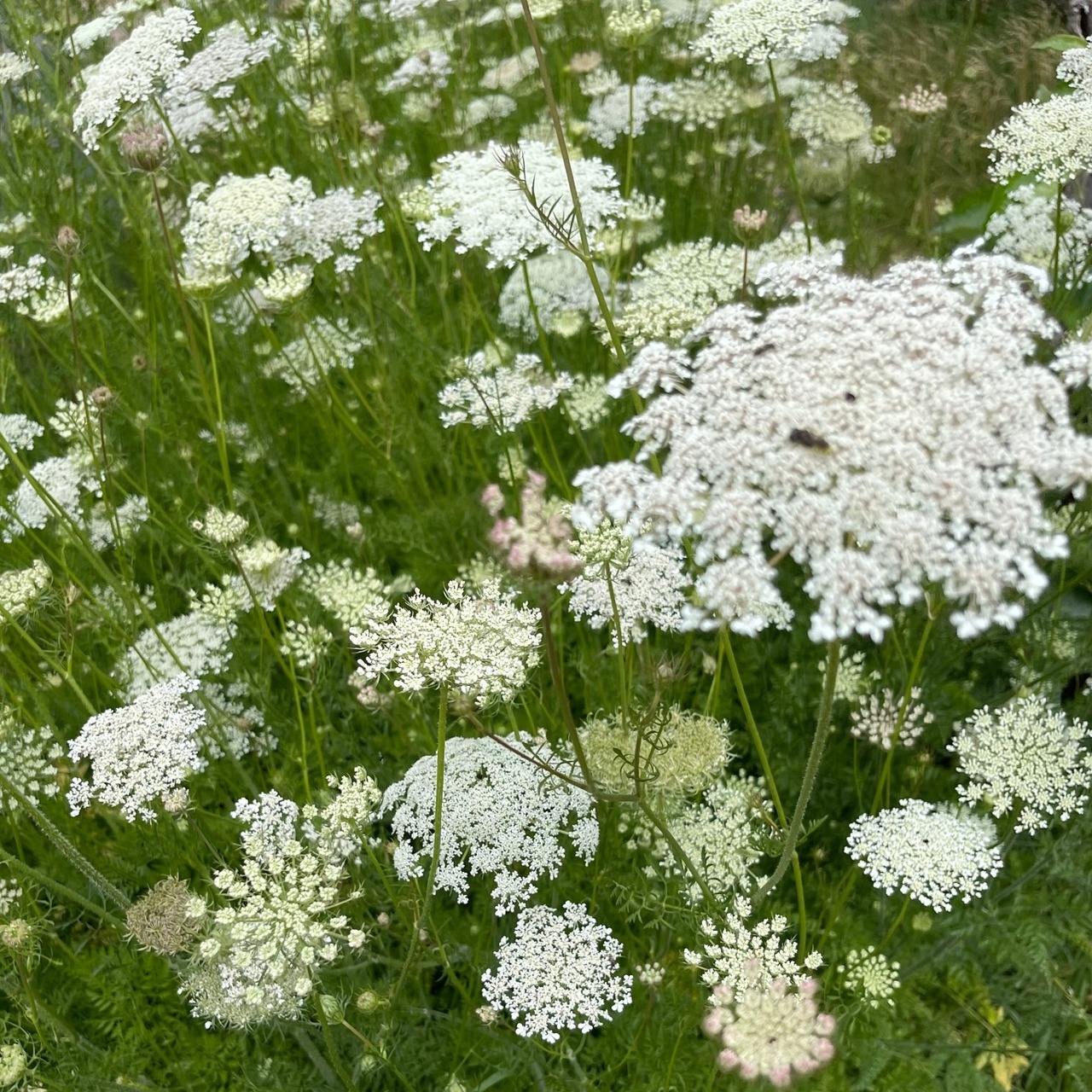 "wilde Möhre" - BIO-Blumensamen [samenfest]