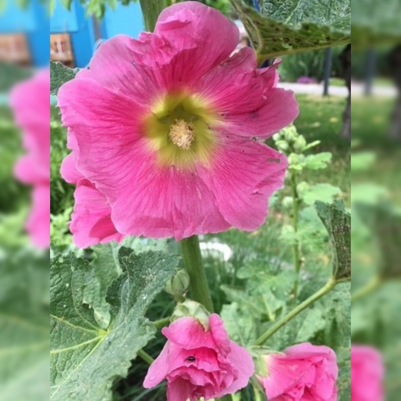 Stockrose "rosa" - BIO-Stockrosensamen [samenfest]