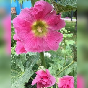 Stockrose "rosa" - BIO-Stockrosensamen [samenfest]