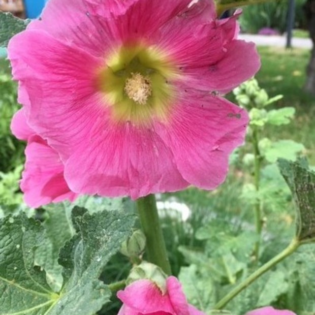 Stockrose "rosa" - BIO-Stockrosensamen [samenfest]