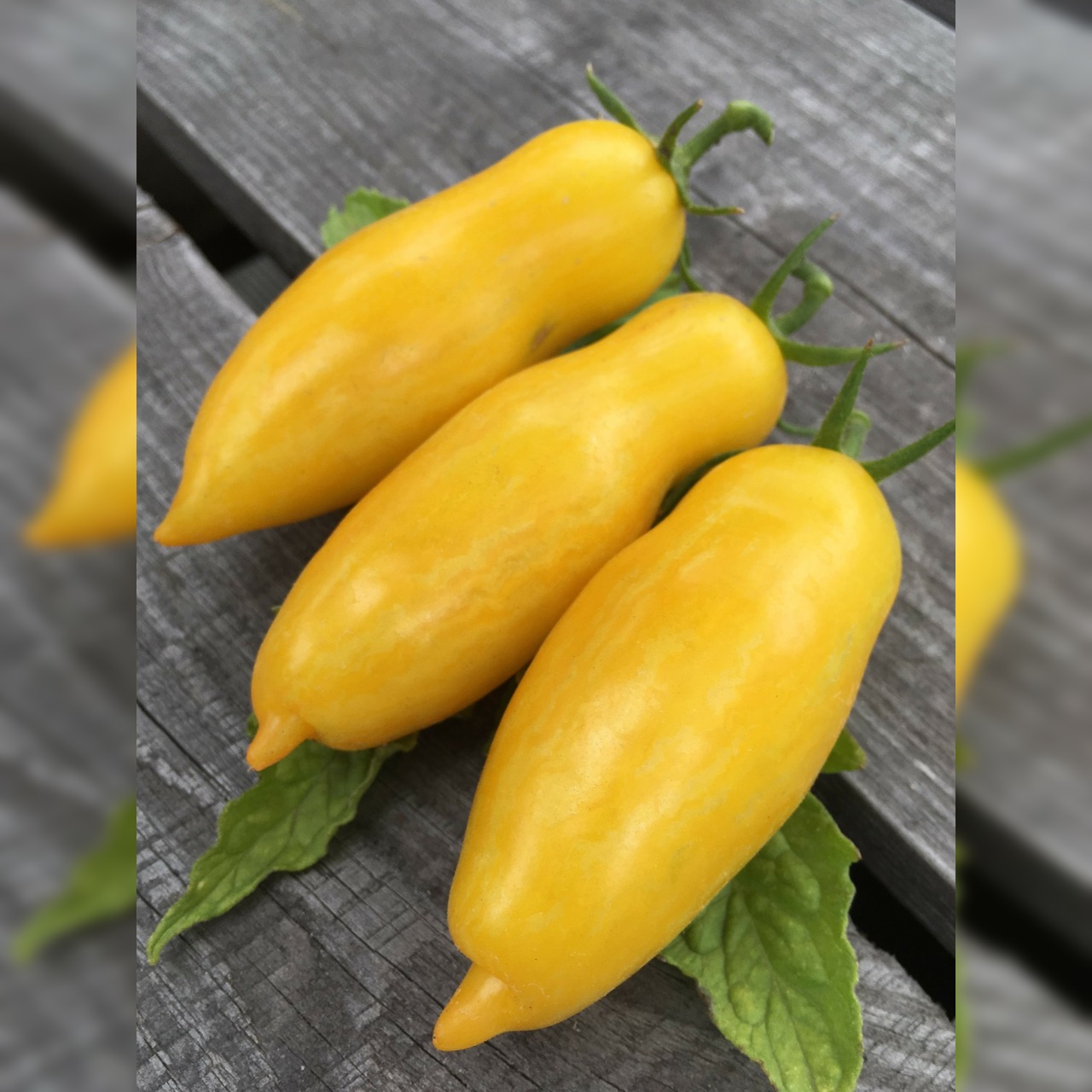 BIO Tomatensamen Set