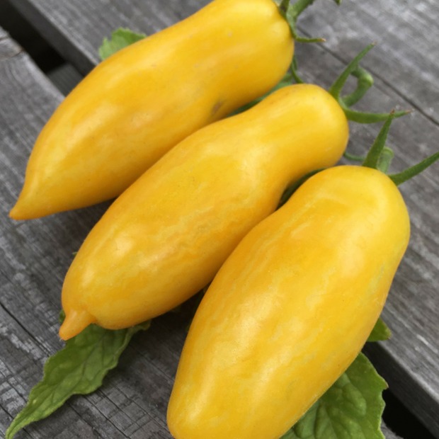 BIO Tomatensamen Set