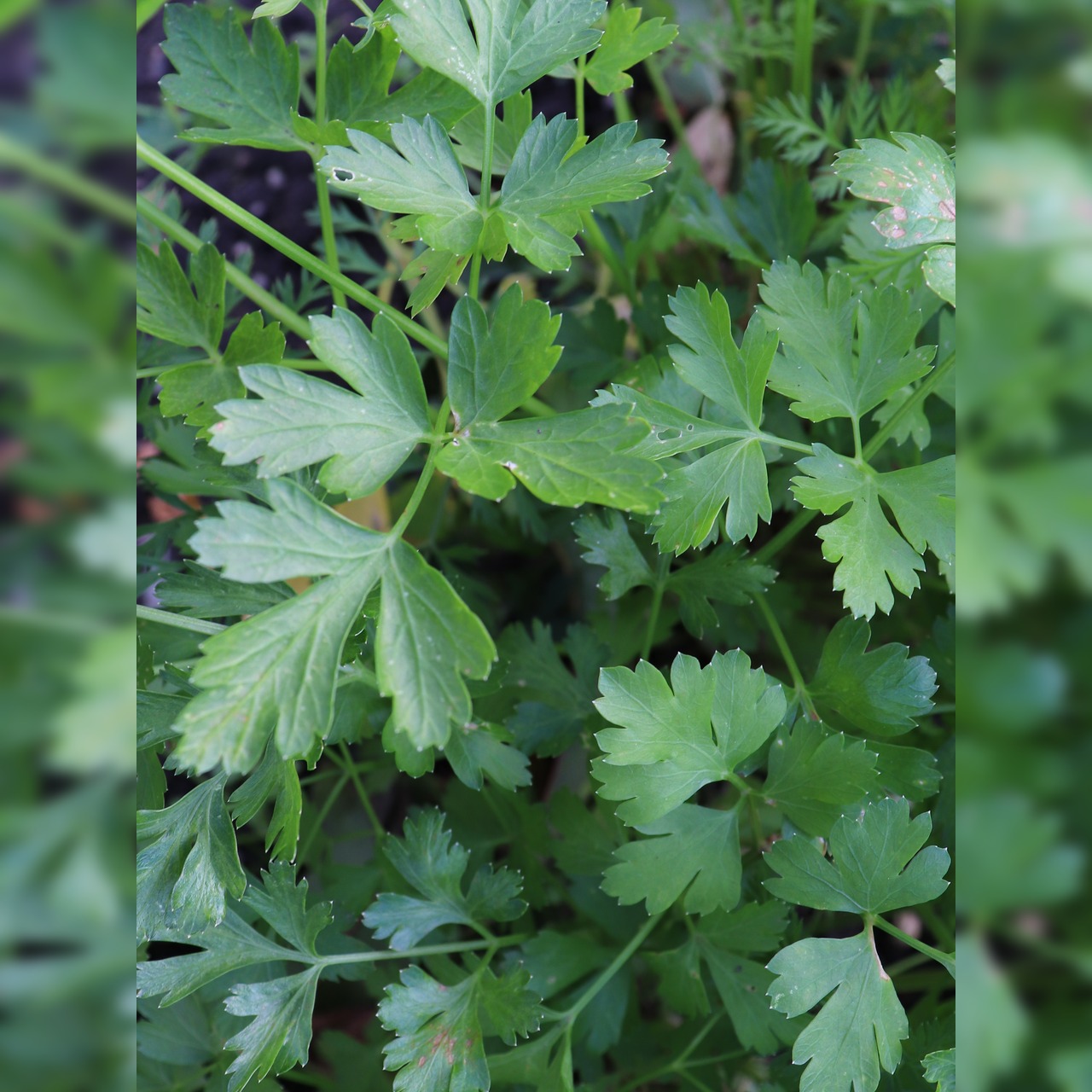 Anzucht-Set "Basilikum & Petersilie" [4006, 4007]