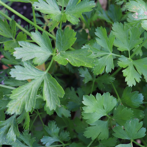 Anzucht-Set "Basilikum & Petersilie" [4006, 4007]