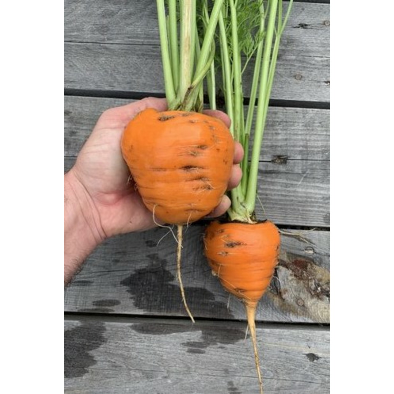 Möhre "Ochsenherz" - BIO-Möhrensorte [samenfest]