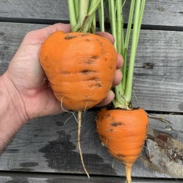 Möhre "Ochsenherz" - BIO-Möhrensorte [samenfest]