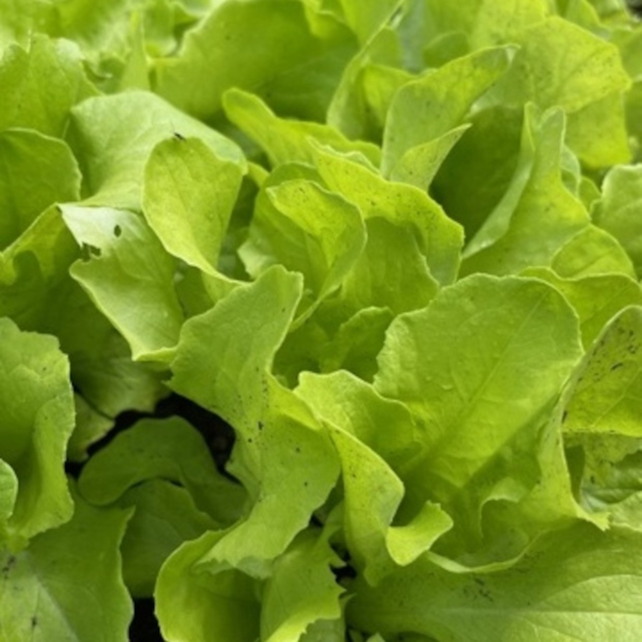 Schnitt- & Pflücksalat "Buttersalat" - BIO-Sorte [samenfest]