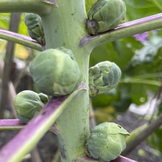 Rosenkohl "Idemar" - BIO-Rosenkohlsamen [samenfest]