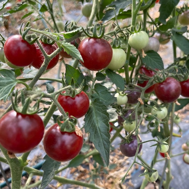 Tomate "Blue Pitts" - BIO-Tomatensorte [samenfest]