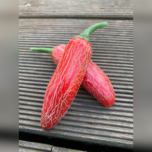 Jalapeno "Numex Vaquero" mexikanische Sorte (samenfest & BIO)