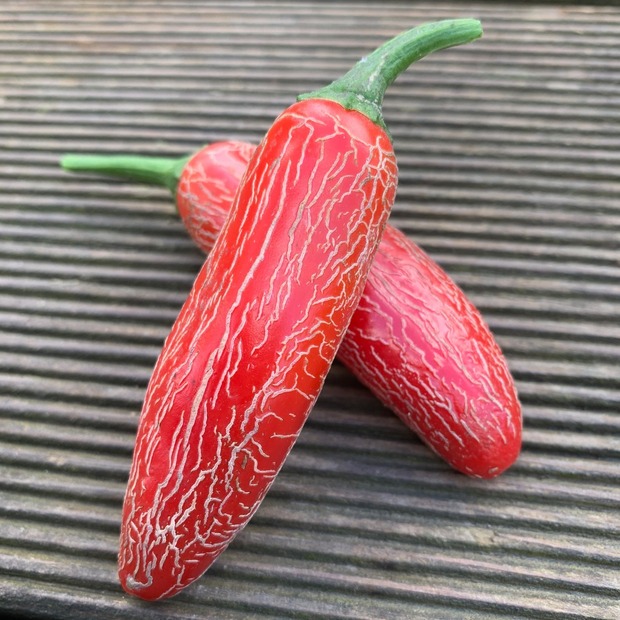 Jalapeno "Numex Vaquero" mexikanische Sorte (samenfest & BIO)