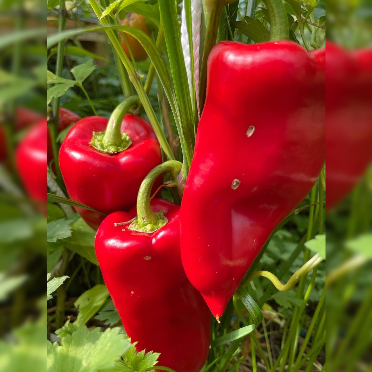 Anzucht-Set "Snackpaprika" [15, 18]