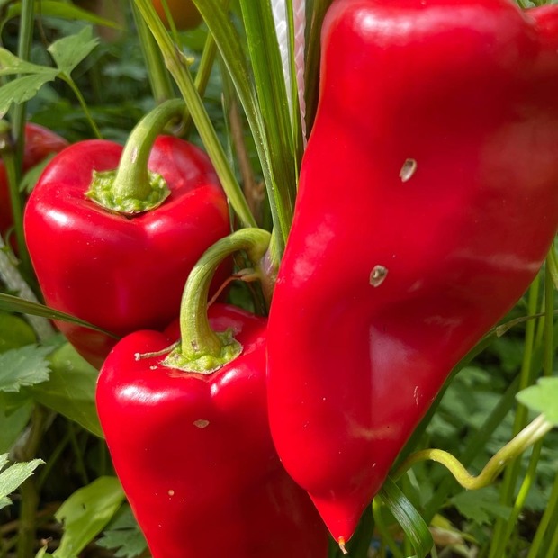 Anzucht-Set "Snackpaprika" [15, 18]