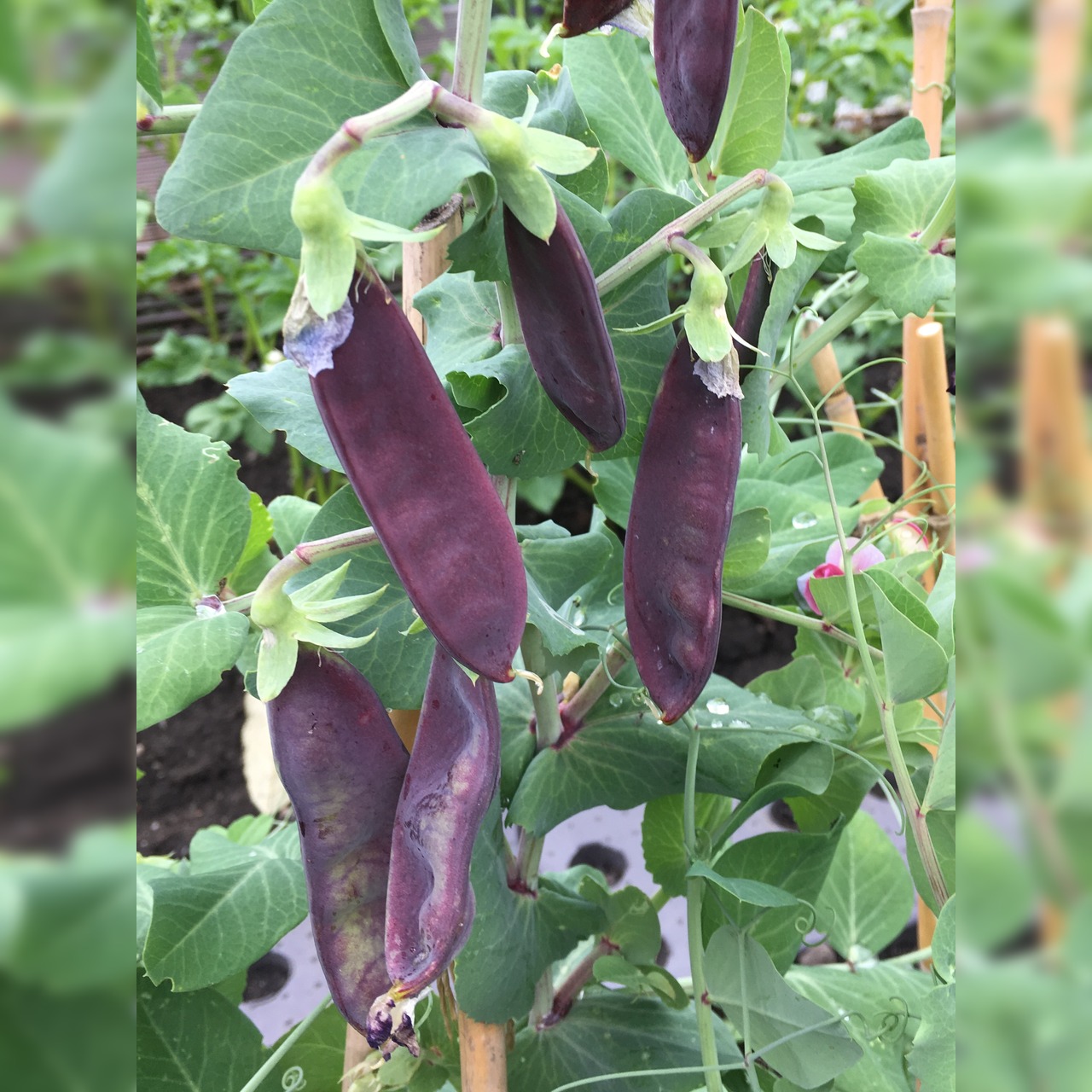 Anzucht-Set "Erbsen & Zuckerschoten" [66, 68]