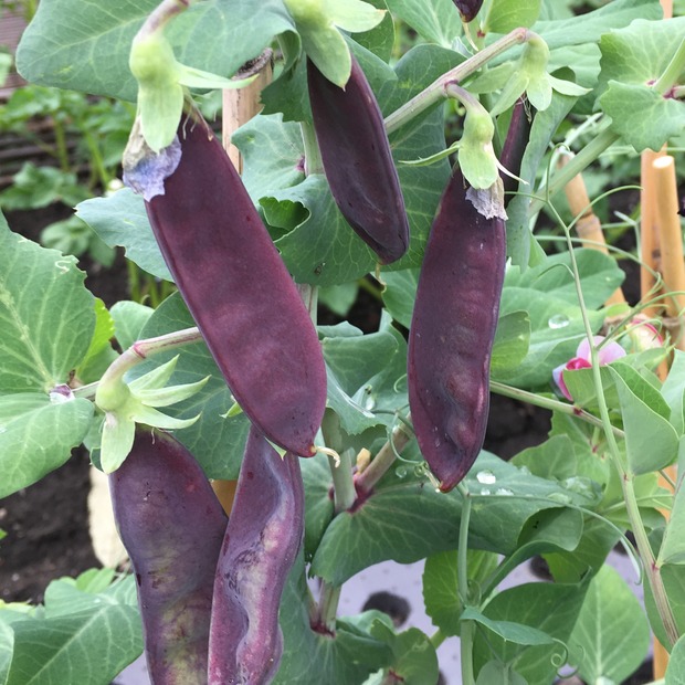 Anzucht-Set "Erbsen & Zuckerschoten" [66, 68]