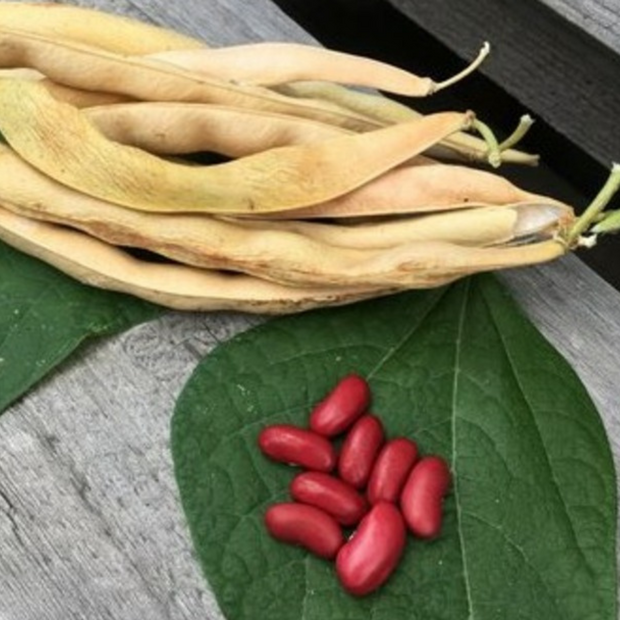 Kidneybohne "Canadian Wonder" (samenfest & BIO)