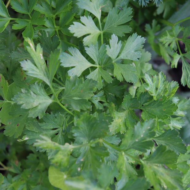 Glatte Petersilie Samen (samenfest & BIO)