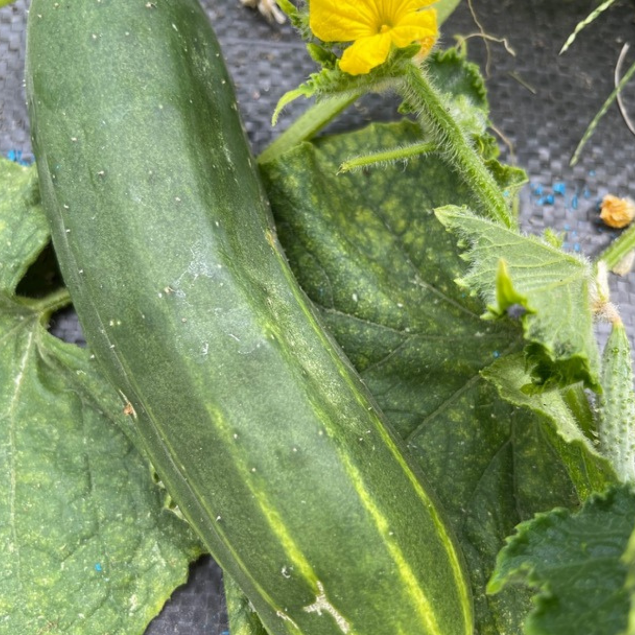 Gurke „Marketmore“ - BIO-Freilandgurke [samenfest]