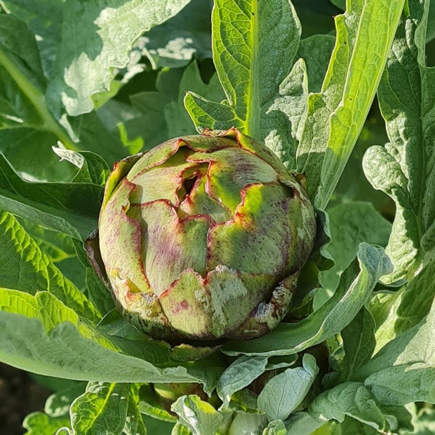 Artischocke „Violetto di Chioggia“