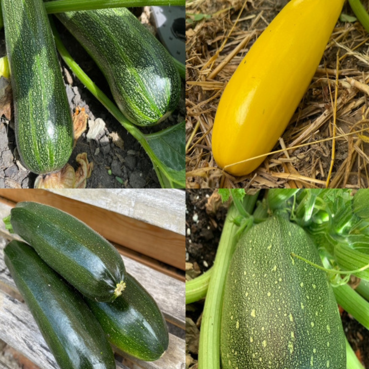 Gemüsesamen-Set "Zucchini" - 4 BIO-Sorten [samenfest]