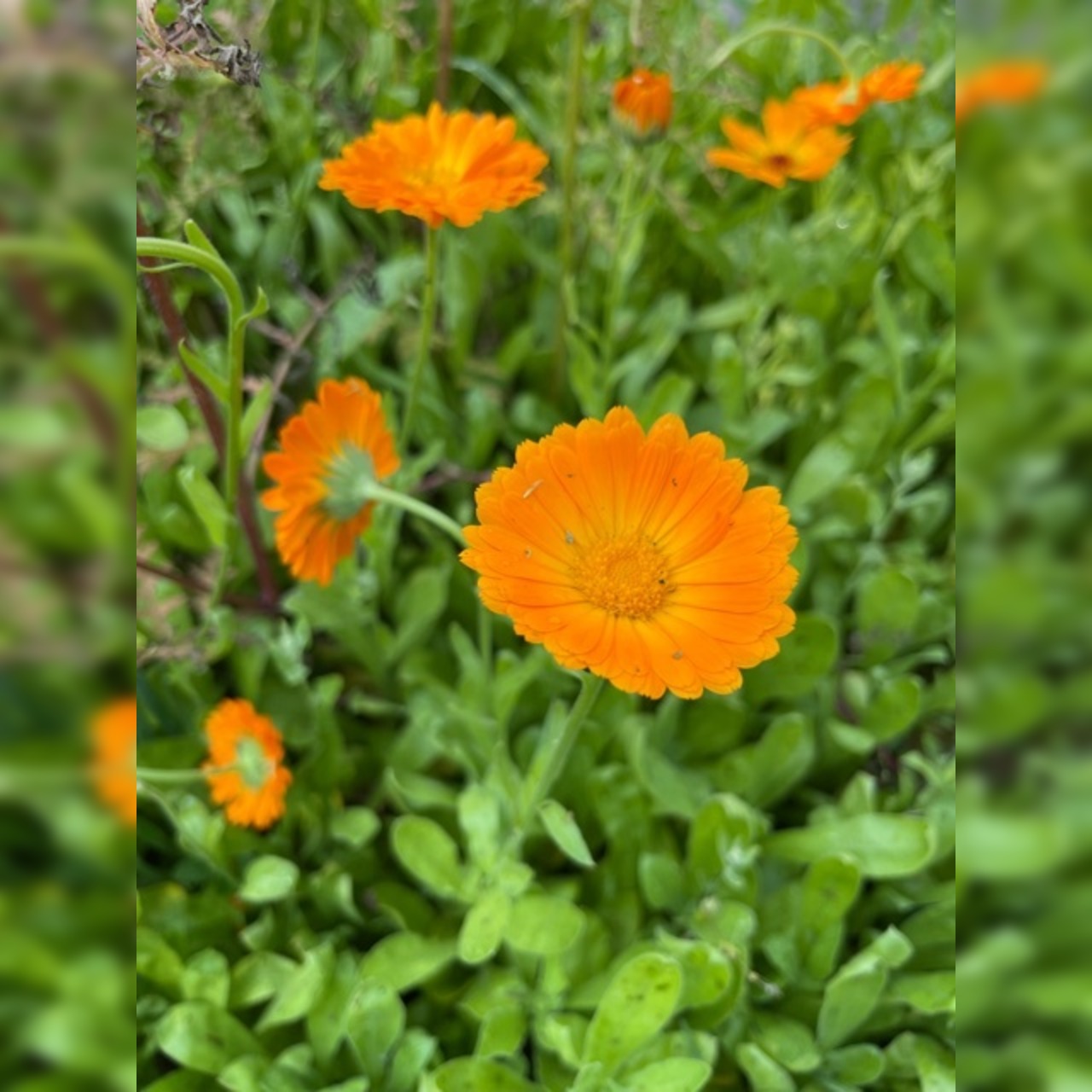 Gemüsesamen-Set "Schrebergarten" - 12 BIO-Sorten [samenfest]