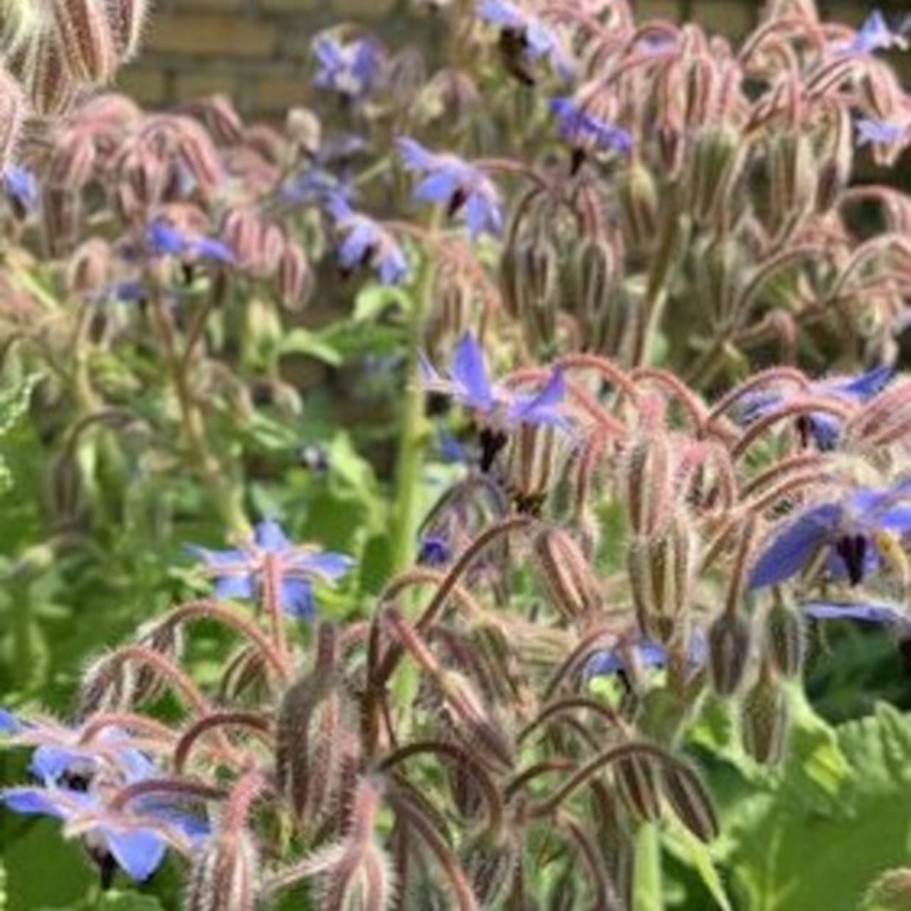 Borretsch / Gurkenkraut Samen (samenfest & BIO)