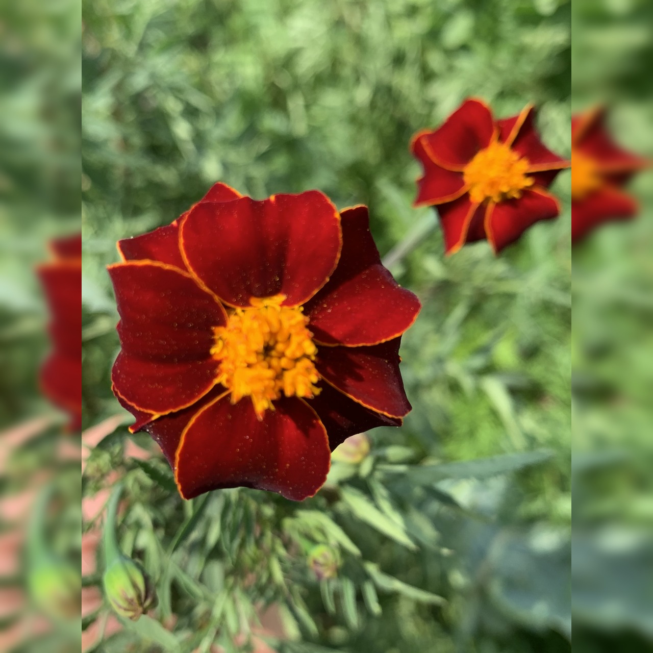 "Tagetes" - BIO-Blumensamen [samenfest]