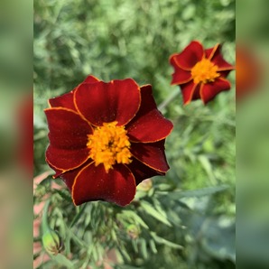 "Tagetes" - BIO-Blumensamen [samenfest]