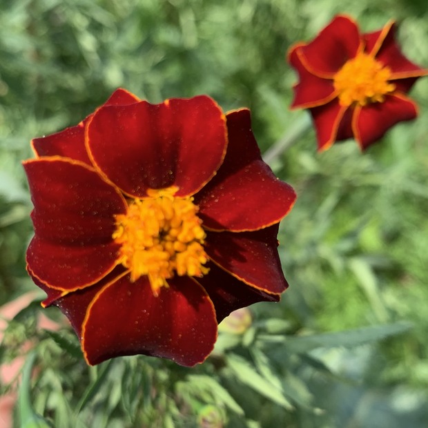 "Tagetes" - BIO-Blumensamen [samenfest]