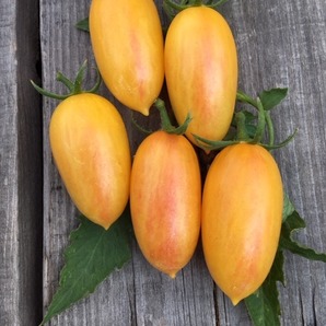 Tomate "Artisan Blush Tiger" - BIO-Tomatensorte [samenfest]