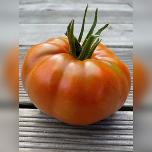 Tomate "Brandywine Rot" - BIO-Tomatensorte [samenfest]