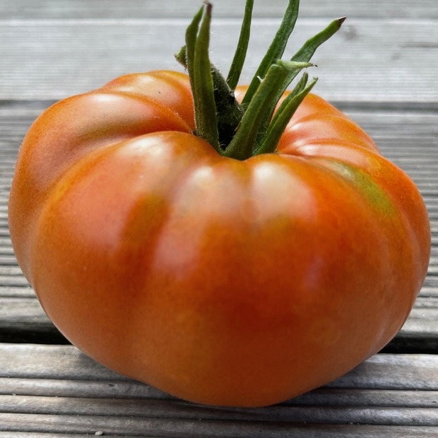 Tomate "Brandywine Rot" - BIO-Tomatensorte [samenfest]