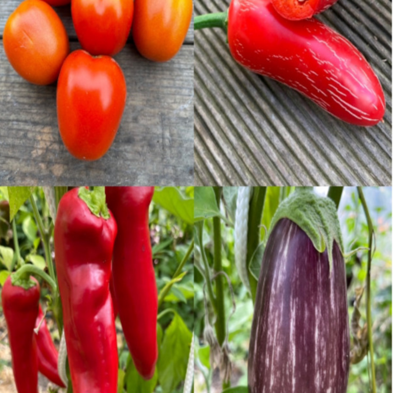 Gemüsesamen-Set "italienisches Gemüse" - 4 BIO-Sorten [samenfest]