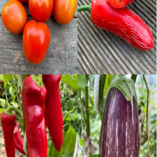 Gemüsesamen-Set "italienisches Gemüse" - 4 BIO-Sorten [samenfest]