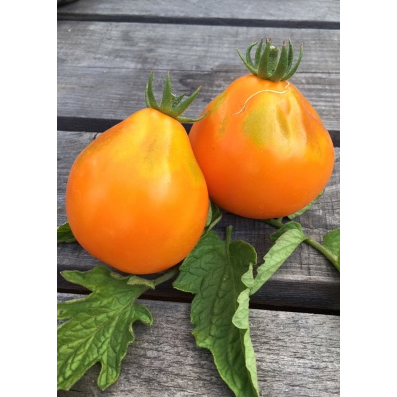 Tomate "Japanische Birne" - BIO-Tomatensorte [samenfest]