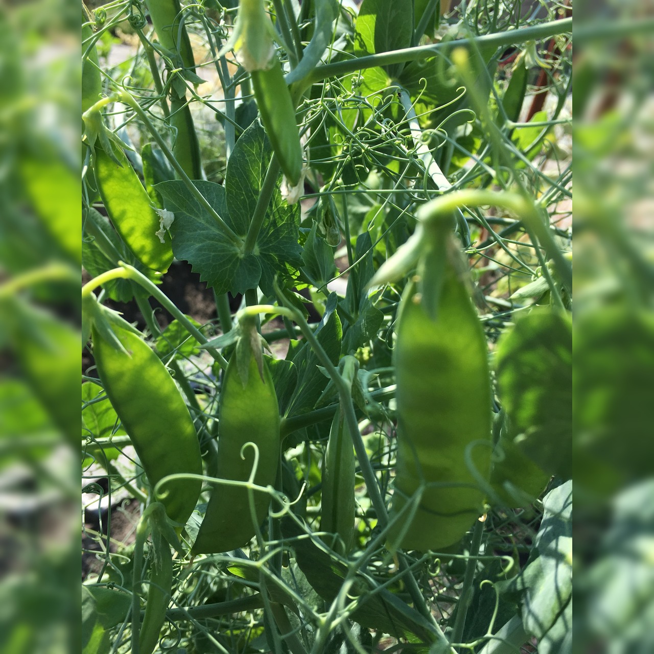 Gemüsesamen-Set "Mittelzehrer fürs Hochbeet" - 8 BIO-Sorten [samenfest]