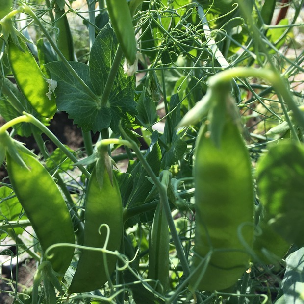 Gemüsesamen-Set "Mittelzehrer fürs Hochbeet" - 8 BIO-Sorten [samenfest]