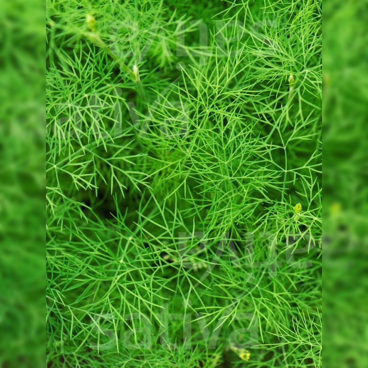 Dill - BIO-Kräutersamen [samenfest]