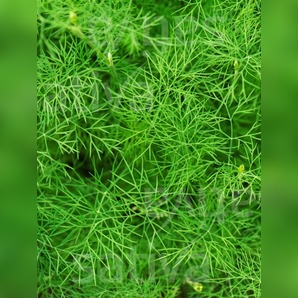 Dill - BIO-Kräutersamen [samenfest]