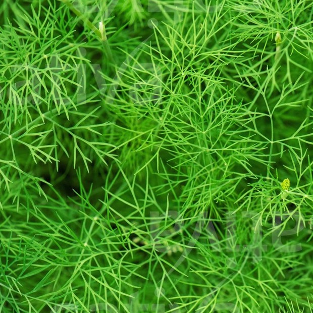 Dill - BIO-Kräutersamen [samenfest]