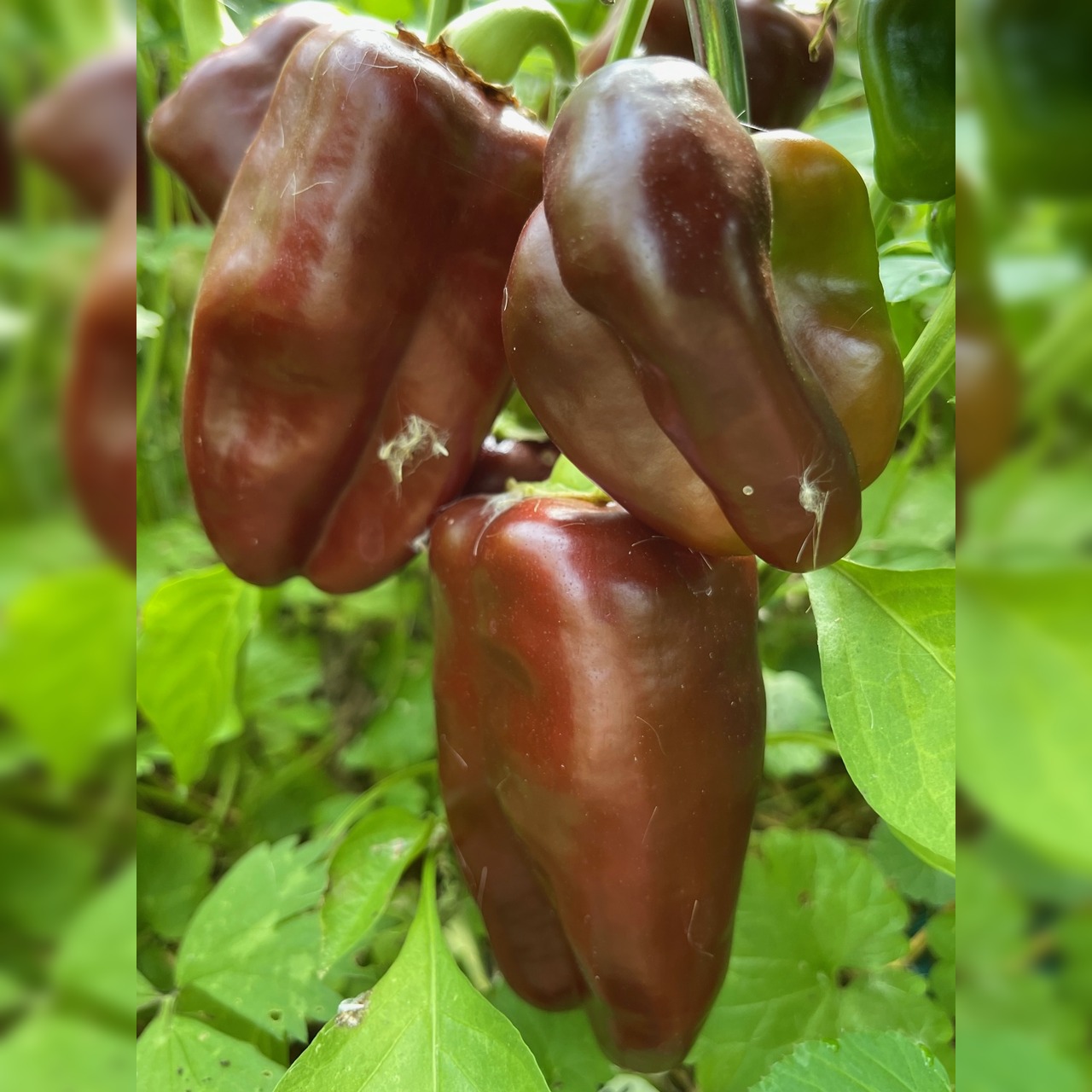 Anzucht-Set "Blockpaprika" [17, 22]