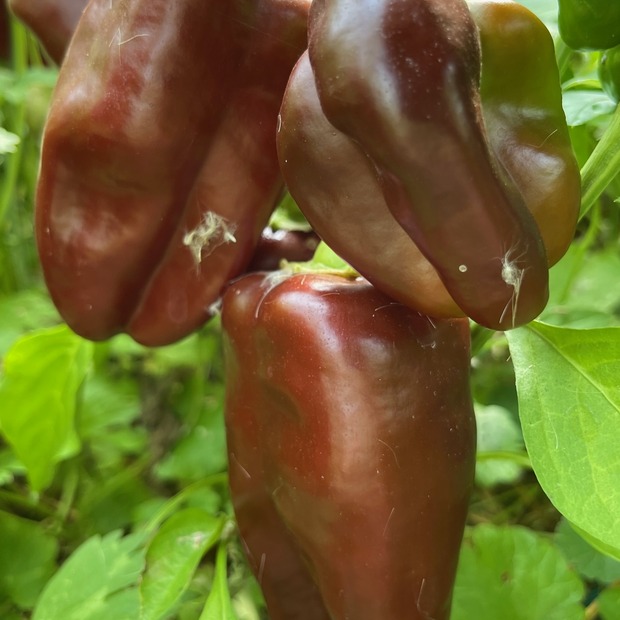 Anzucht-Set "Blockpaprika" [17, 22]