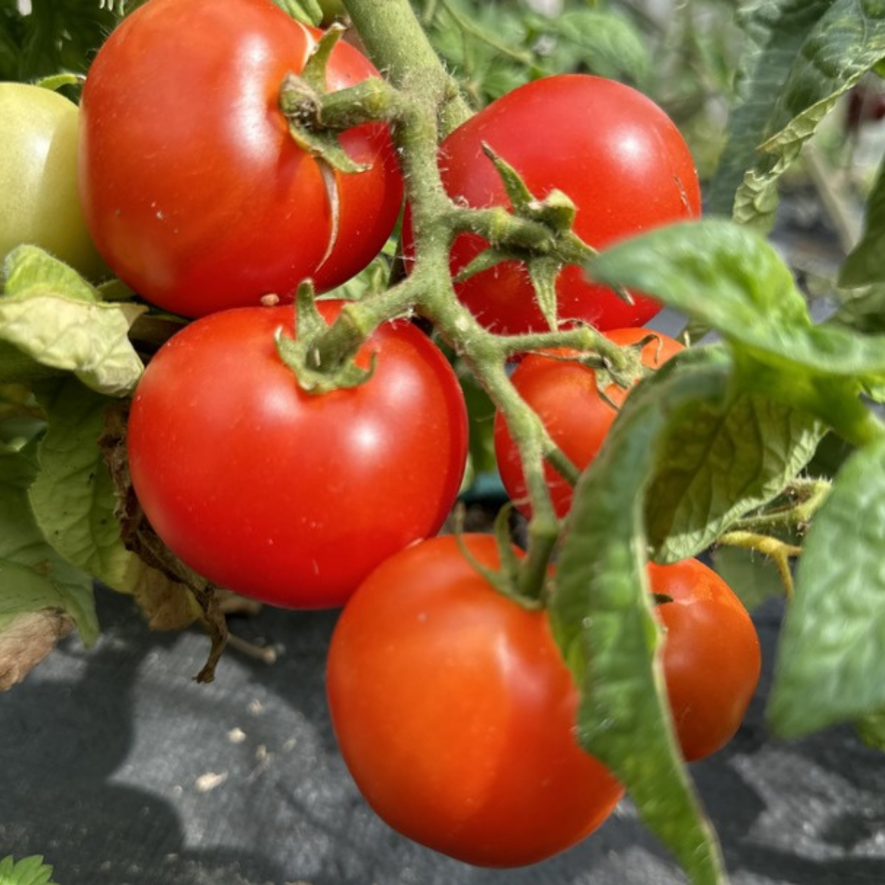 Tomate "Balkon Star" - BIO-Tomatensorte