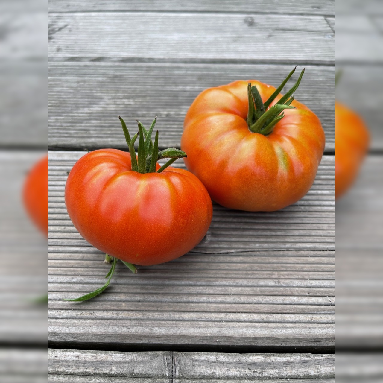Tomate "Brandywine Rot" - BIO-Tomatensorte [samenfest]