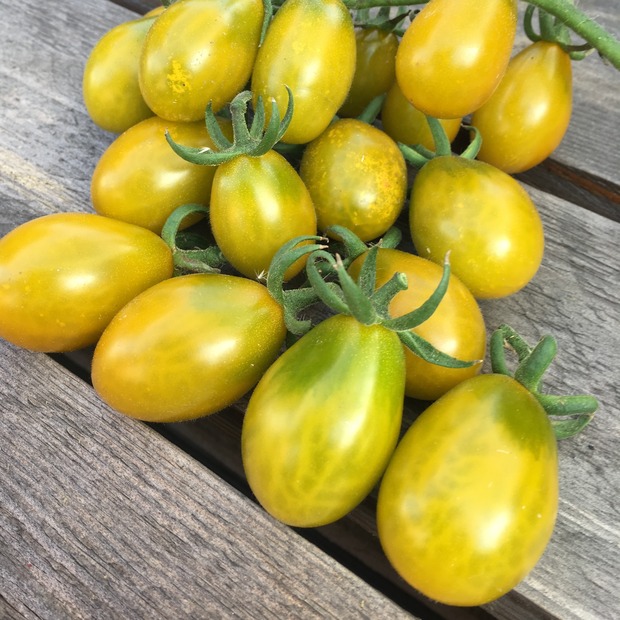 Tomate "Green Pear" - BIO-Tomatesorte [samenfest]