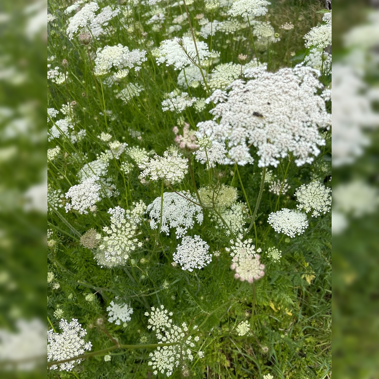 "wilde Möhre" - BIO-Blumensamen [samenfest]