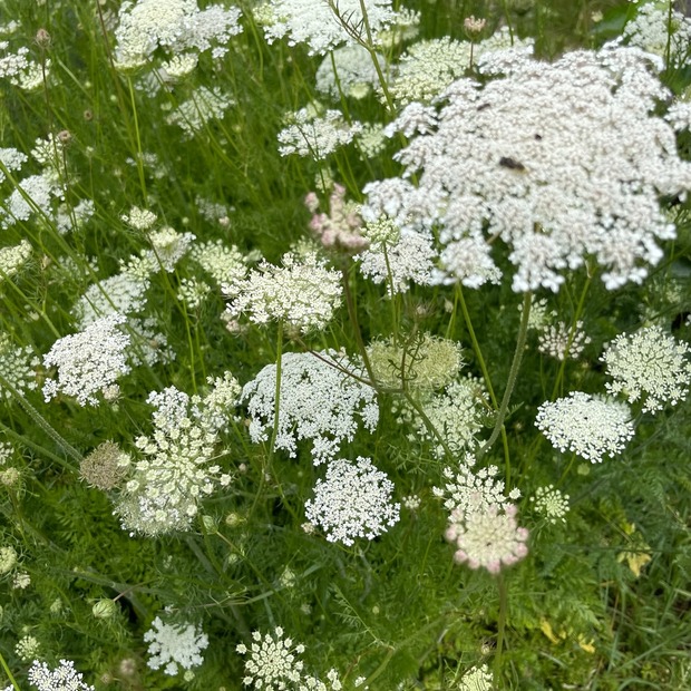 "wilde Möhre" - BIO-Blumensamen [samenfest]