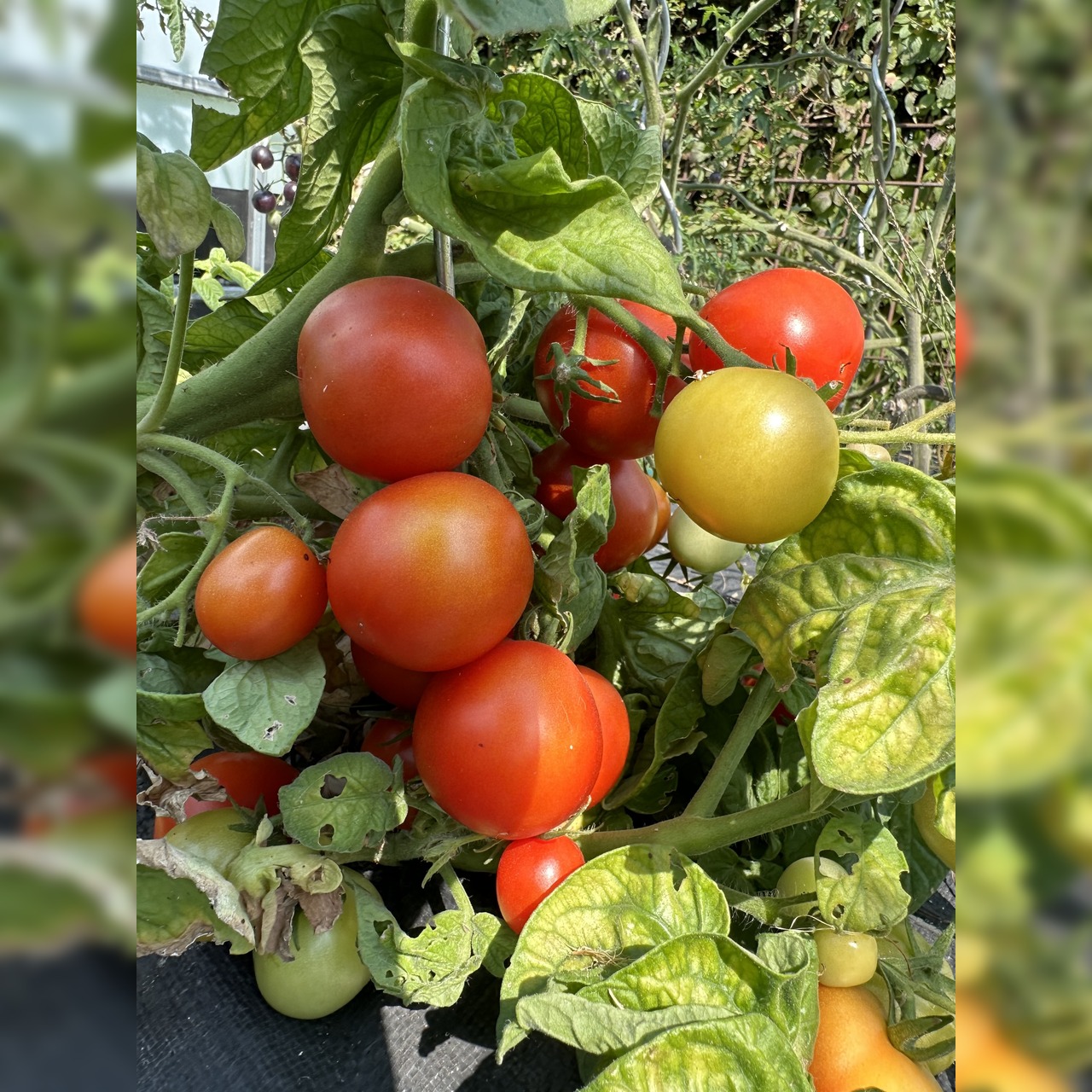 Tomate "Balkon Star" - BIO-Tomatensorte